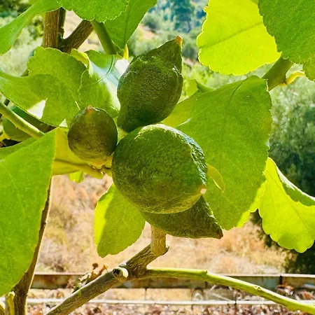 Sto Spiti Limani Nea Skioni