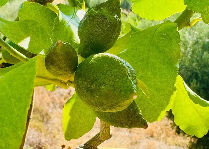 Sto Spiti Limani 尼尔斯吉尼